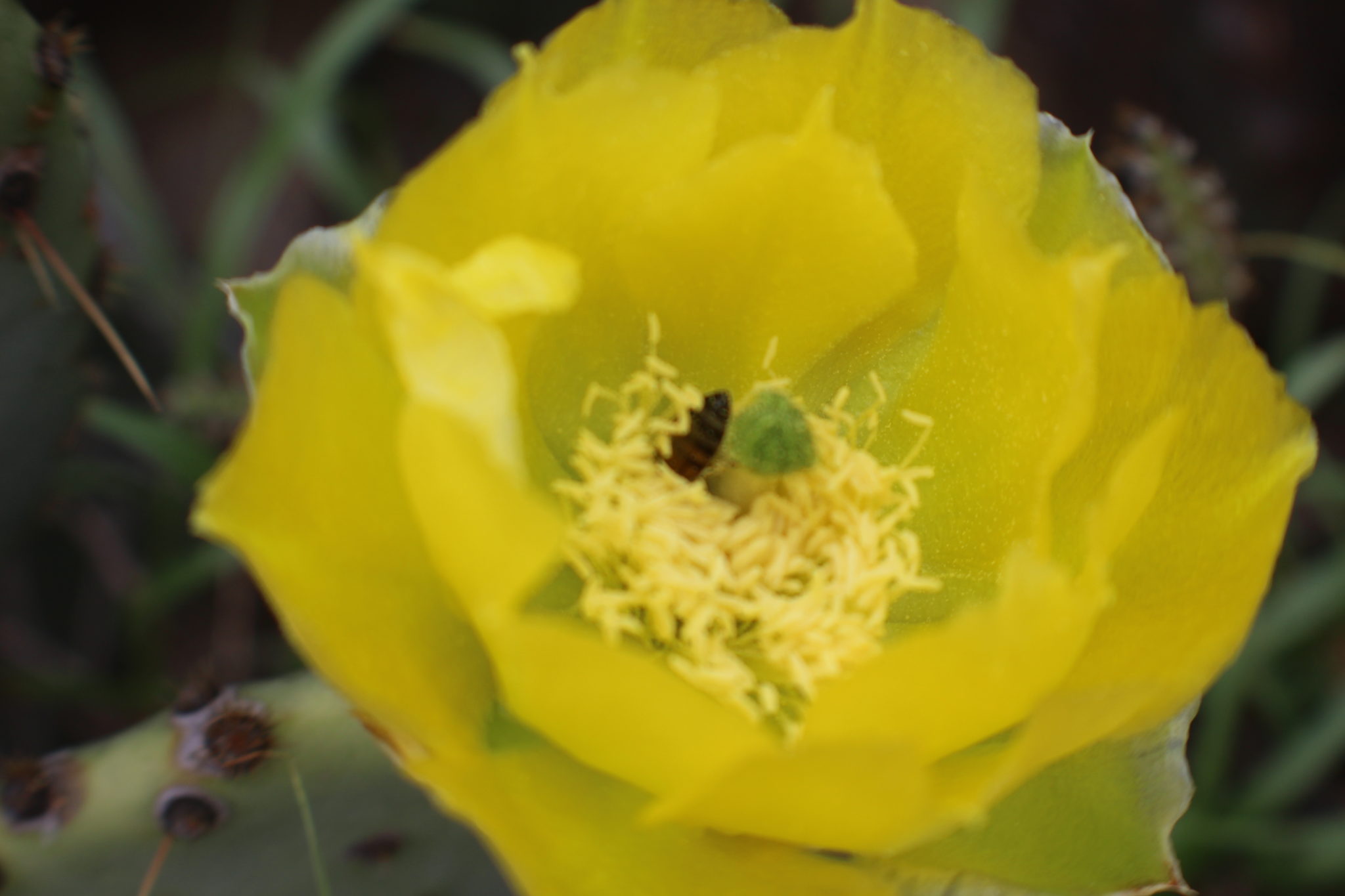 Cactus Fruit Stages of Cactus Fruit and How to Eat Them!