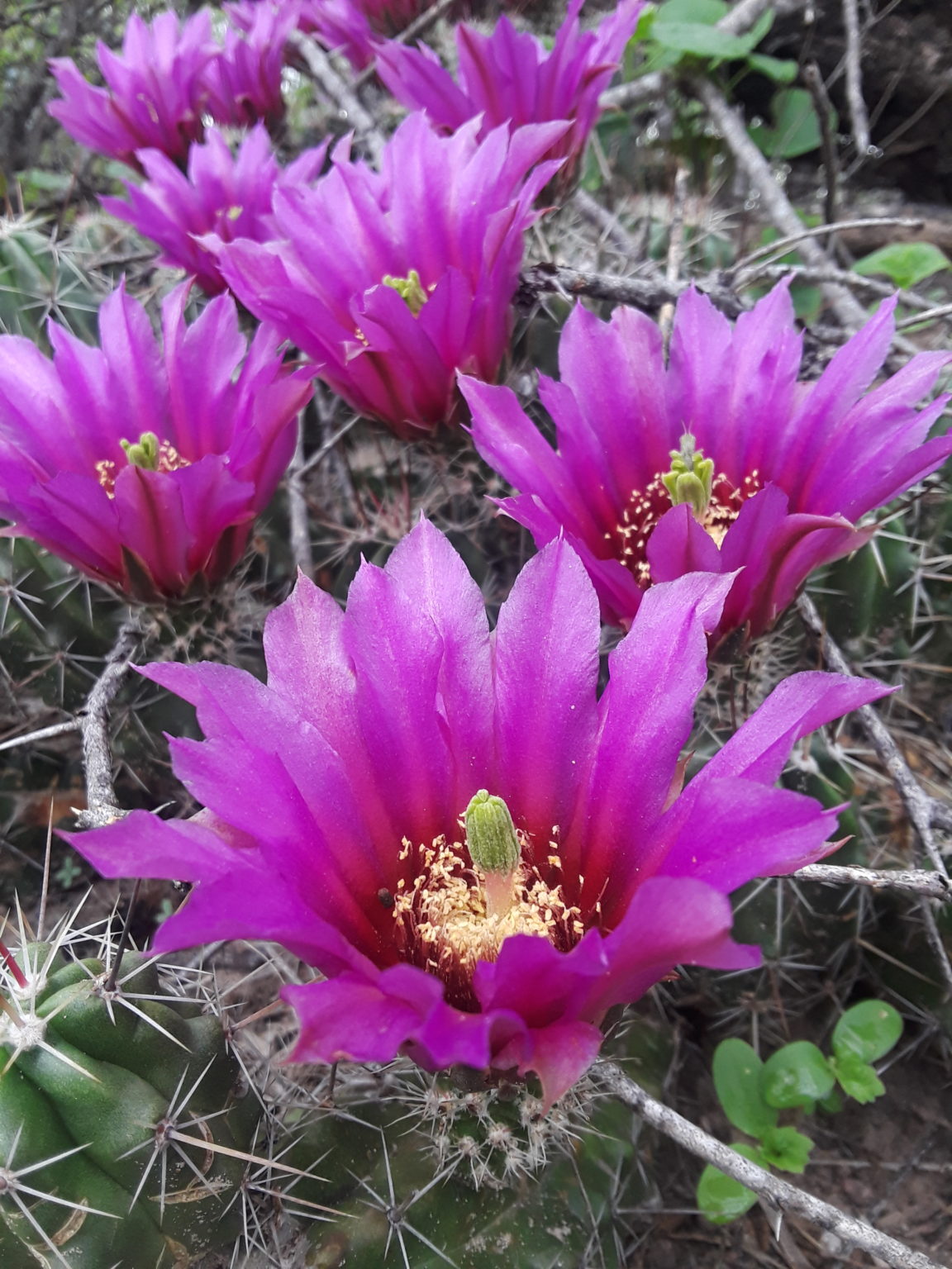 Cactus Fruit Stages of Cactus Fruit and How to Eat Them!
