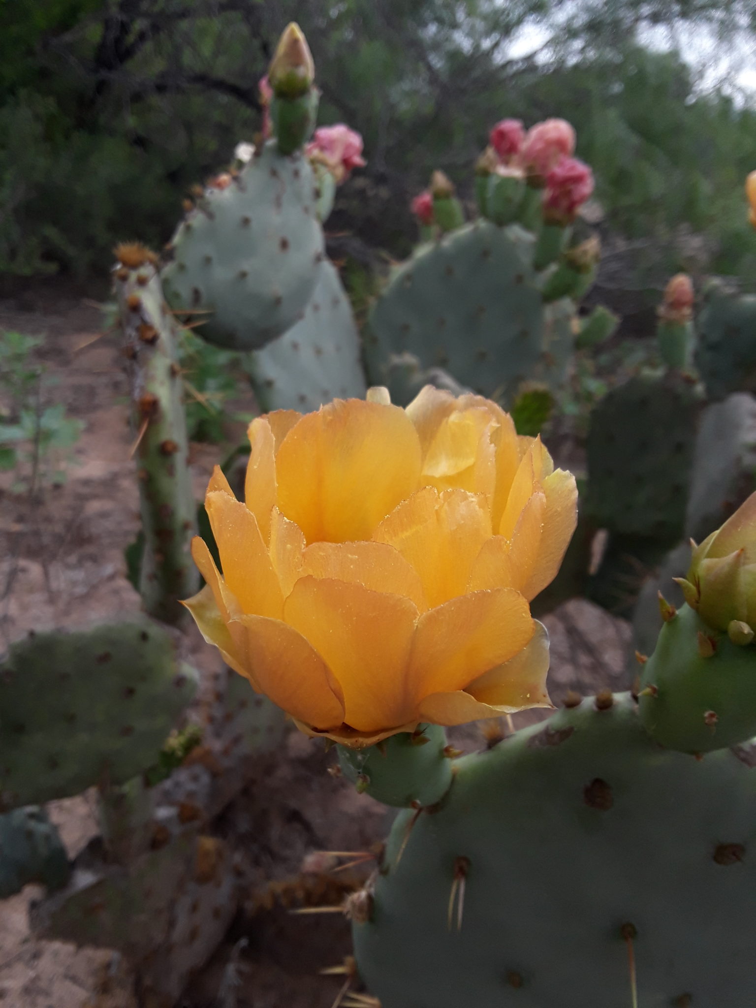 Cactus Fruit Stages of Cactus Fruit and How to Eat Them!