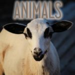 fotofino-categories-animals