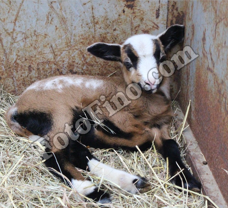 Lamb-Baby Ram 