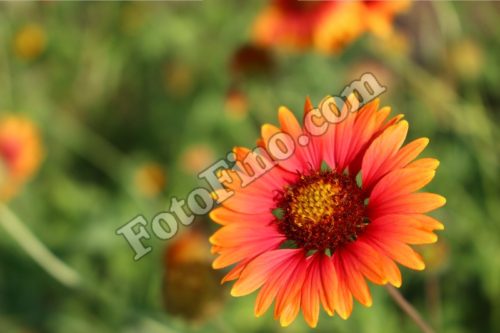 Orange and Yellow  Wildflower - FotoFino.com
