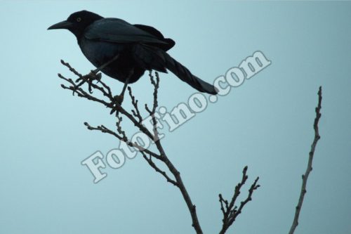 Crow - FotoFino.com