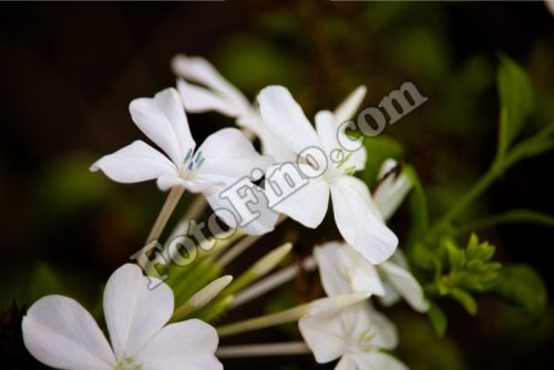 Little White Flowers - FotoFino.com