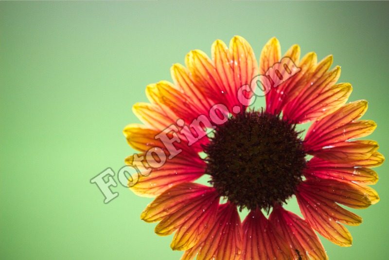 Orange and Yellow Flower - FotoFino.com