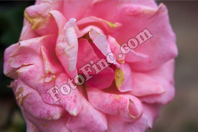 Pink Rose - FotoFino.com