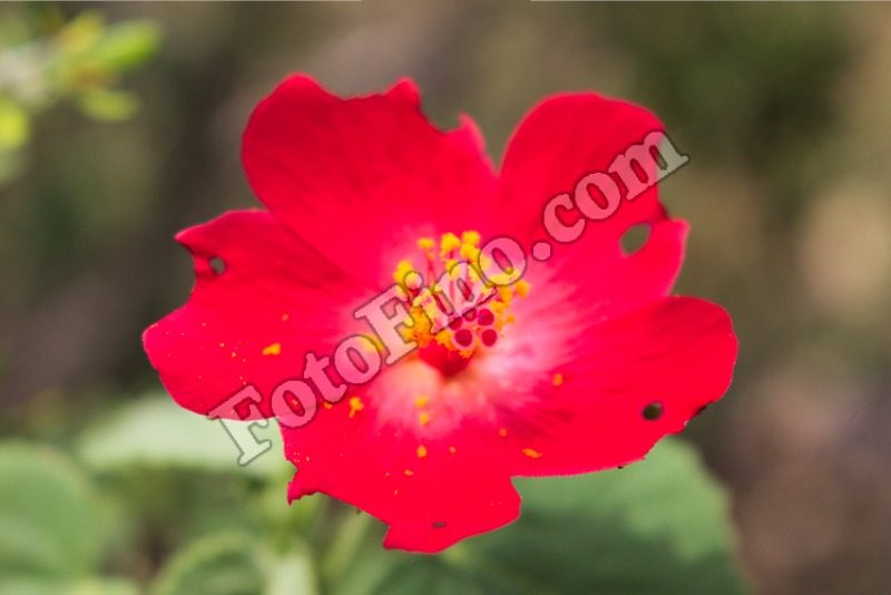Red Flower - FotoFino.com