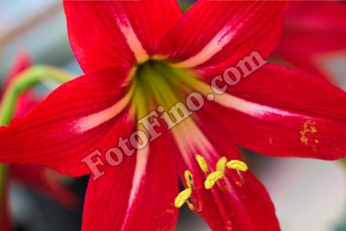 Red Lily-1 - FotoFino.com