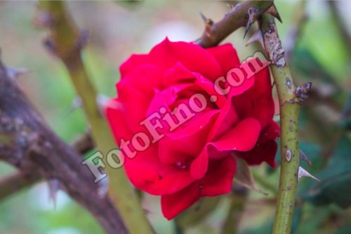 Rose-1 - FotoFino.com