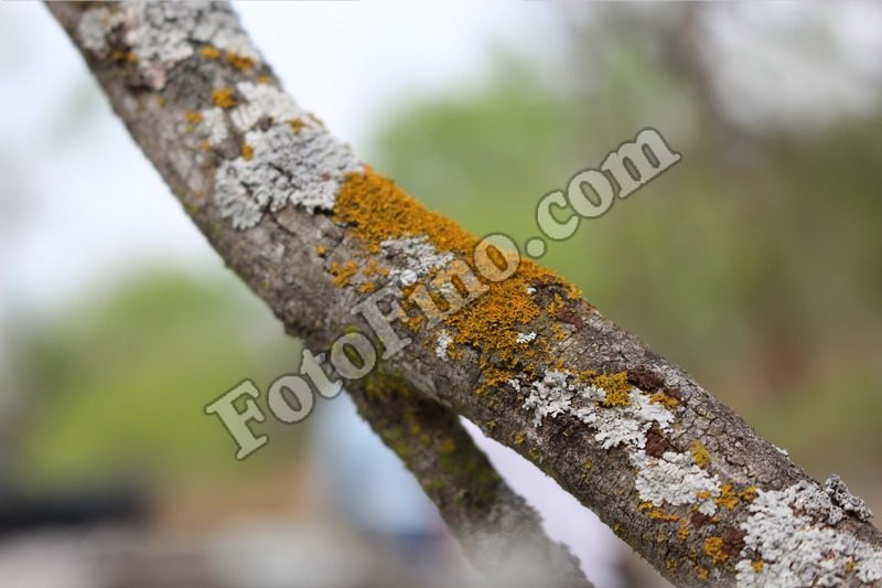 Tree Moss - FotoFino.com