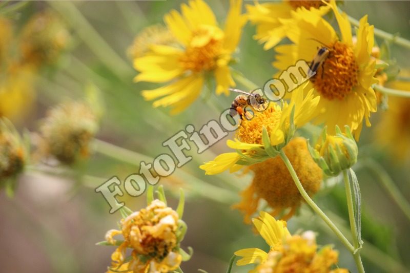 Bee Resting on a Flower - FotoFino.com