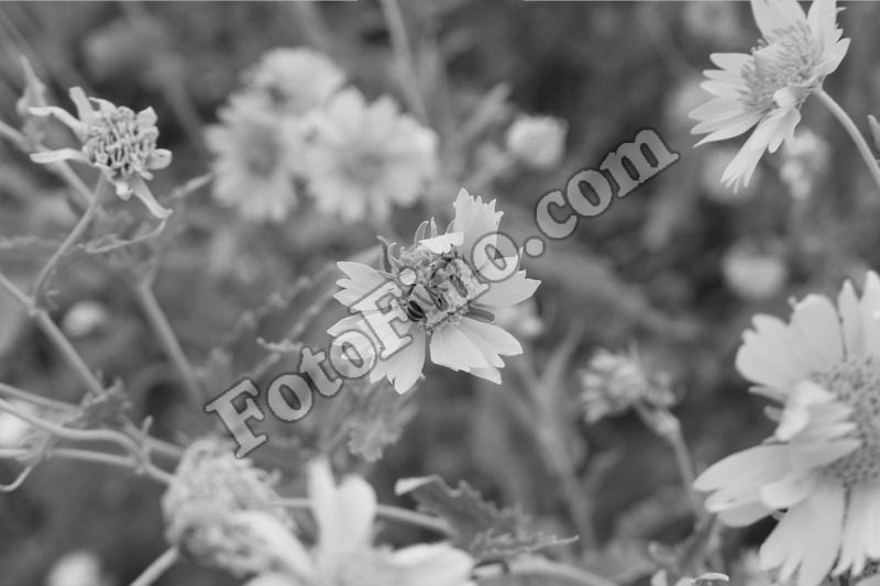 Black and White Sunflowers - FotoFino.com