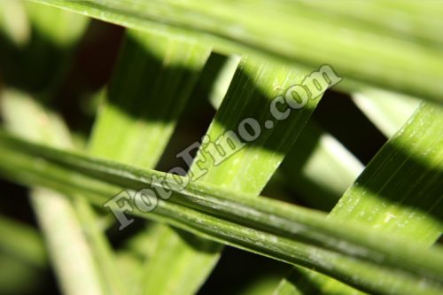 Green Leaves - FotoFino.com