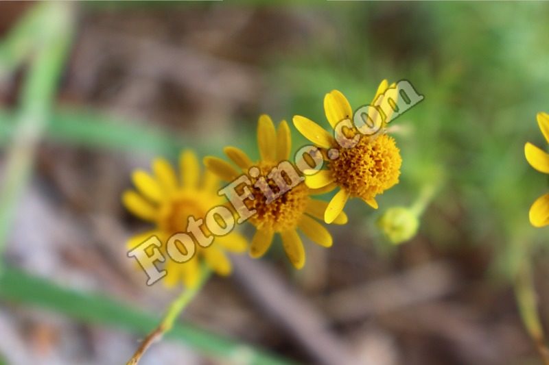 Small Yellow Flowers - FotoFino.com