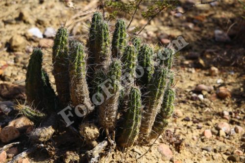 South Texas Pitaya Cactus - FotoFino.com