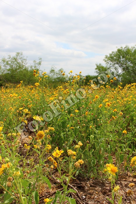 Sunflowers - FotoFino.com