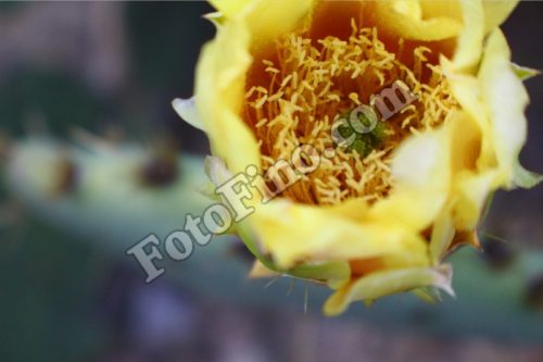 Yellow Cactus Flower - FotoFino.com
