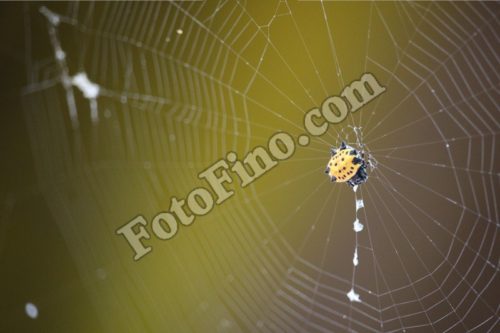 Yellow Spider - FotoFino.com