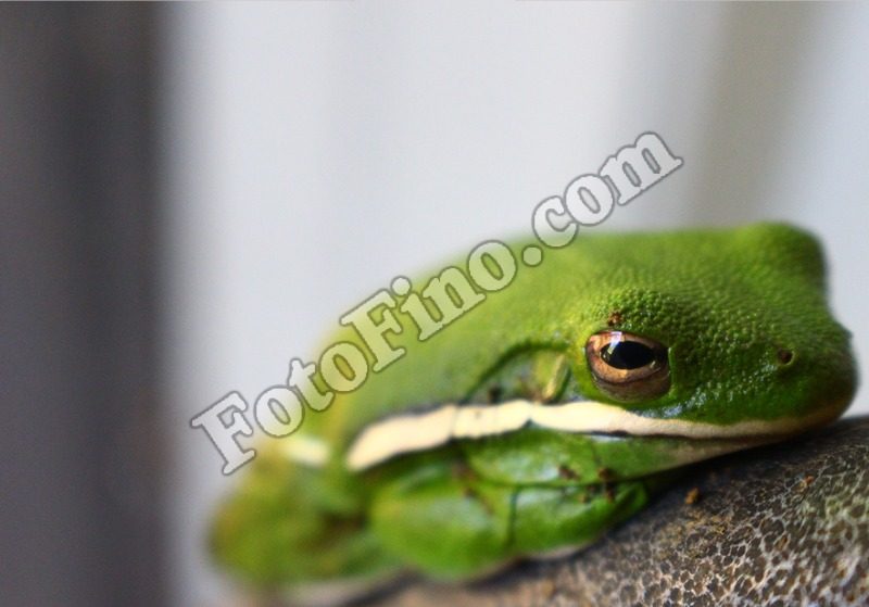 Green Frog - FotoFino.com