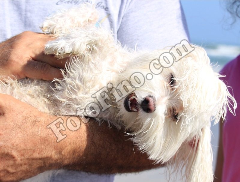 Maltese Dog - FotoFino.com