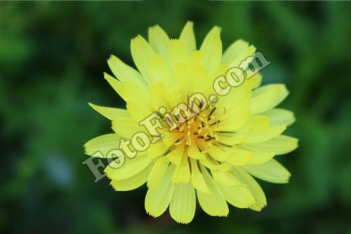 Yellow Flower - FotoFino.com