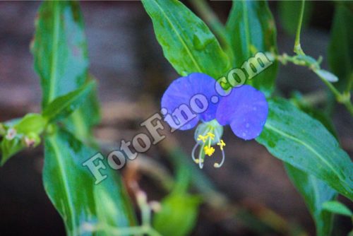 Blue Flower - FotoFino.com