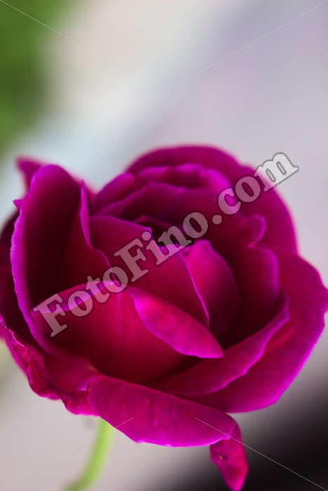 Hot Pink Rose - FotoFino.com