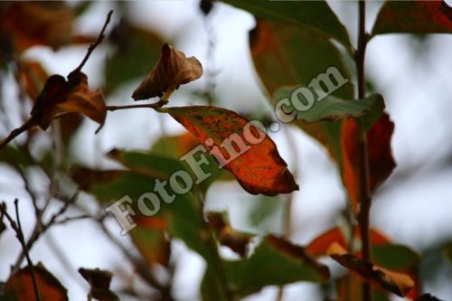 Fall Leaves - FotoFino.com