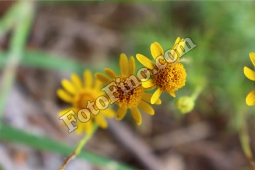 Small Yellow Flowers - FotoFino.com